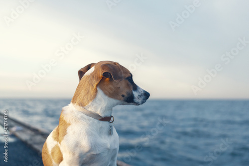 Young beautiful dog look out over the ocean. Moody blue image of the sea and dog.