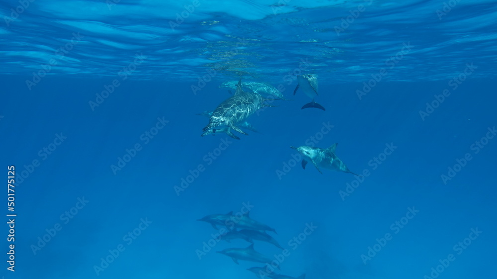 Dolphins. Spinner dolphin. Stenella longirostris is a small dolphin that lives in tropical coastal waters around the world. Dolphins. Spinner dolphin. Stenella longirostris is a small dolphin that lives in tropical coastal waters around the world.