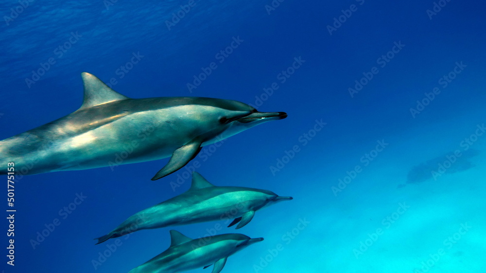 Naklejka premium Dolphins. Spinner dolphin. Stenella longirostris is a small dolphin that lives in tropical coastal waters around the world. 