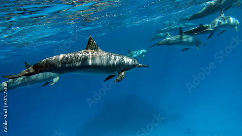 Dolphins. Spinner dolphin. Stenella longirostris is a small dolphin that lives in tropical coastal waters around the world. 