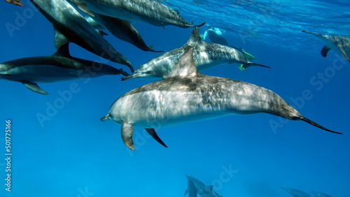 Dolphins. Spinner dolphin. Stenella longirostris is a small dolphin that lives in tropical coastal waters around the world.