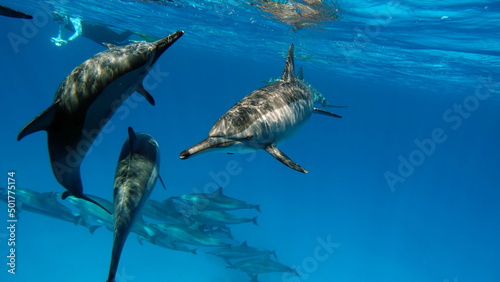 Dolphins. Spinner dolphin. Stenella longirostris is a small dolphin that lives in tropical coastal waters around the world.  © Vitalii6447