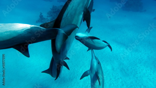 Dolphins. Spinner dolphin. Stenella longirostris is a small dolphin that lives in tropical coastal waters around the world.   