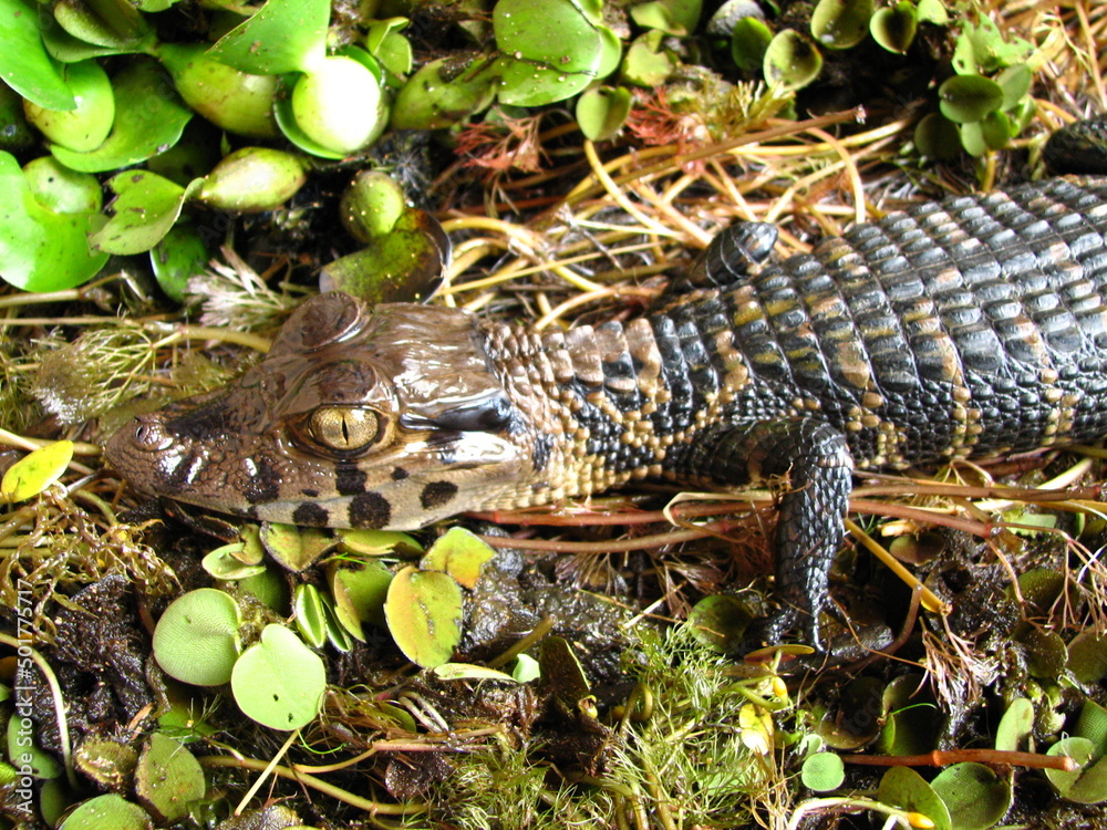 Black caiman Black caiman
