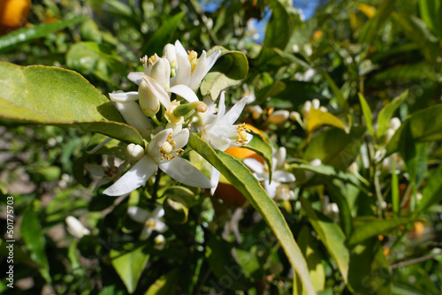 Die kleinen weißen Blüten des Orangenbaums erscheinen im Frühjahr und duften angenehm nach Orange. Es kommt vor, dass Orangenbäume gleichzeitig Blüten und Früchte tragen.
