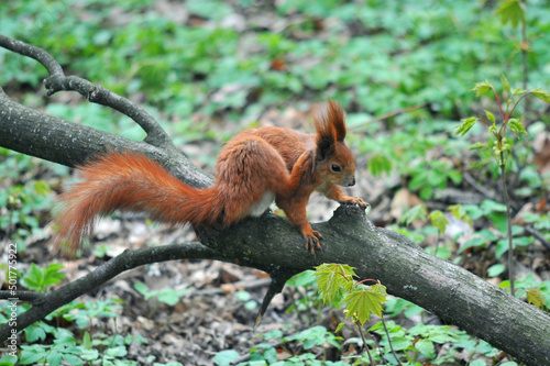  Red squirrel sitting on the branch of an old tree and scratches her ear. Wild animals outdoors photo © Mariana