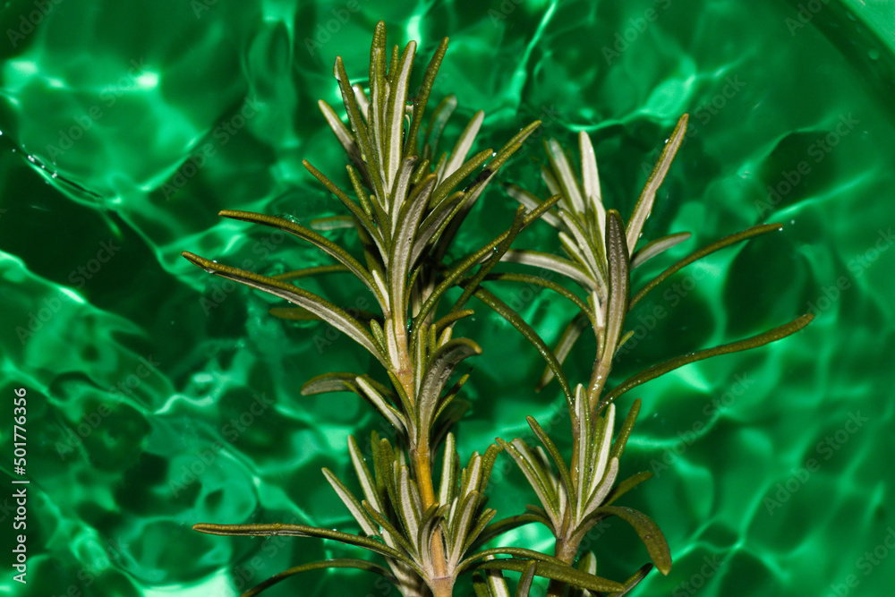 rosemary in green emerald vibrant water, cheerful summer colors, holiday time, elegant style rosemary in green emerald vibrant water, cheerful summer colors, holiday time, elegant style