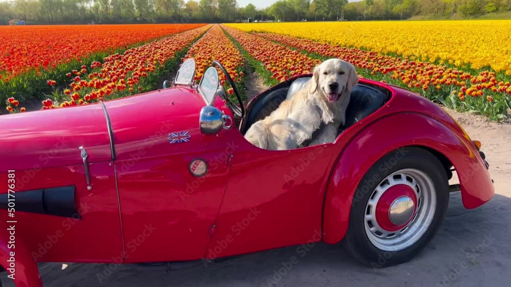 Labrador dog in red convertible against background of yellow, red, orange tulips fields on sunny day in flower garden Keukenhof Lisse Netherlands. Happy Kings Day. High quality 4k footage