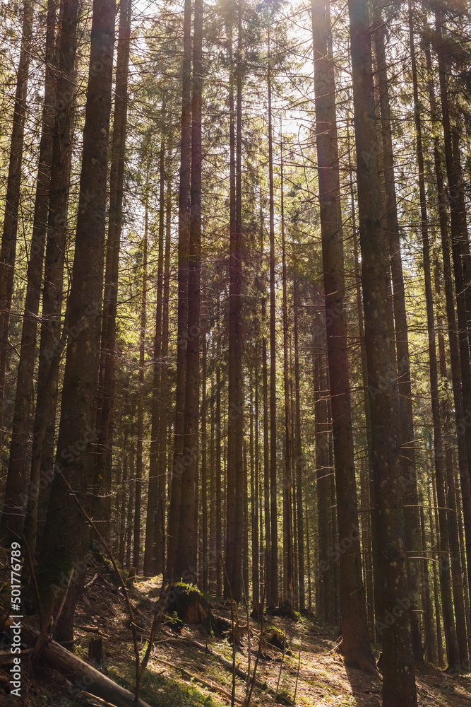 Fototapeta premium Sunlight on mossy glade in spruce forest.
