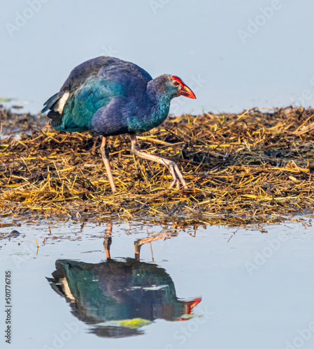 Schilderij op canvas Purple Swamphen reflection in lake