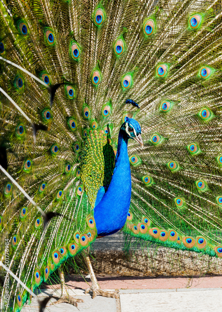 Obraz premium portrait of peacock with feathers