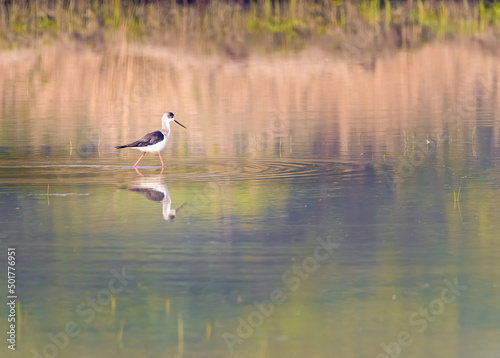 Black wing Stilt Walking in a lake