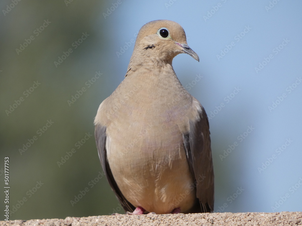 close up of a dove close up of a dove