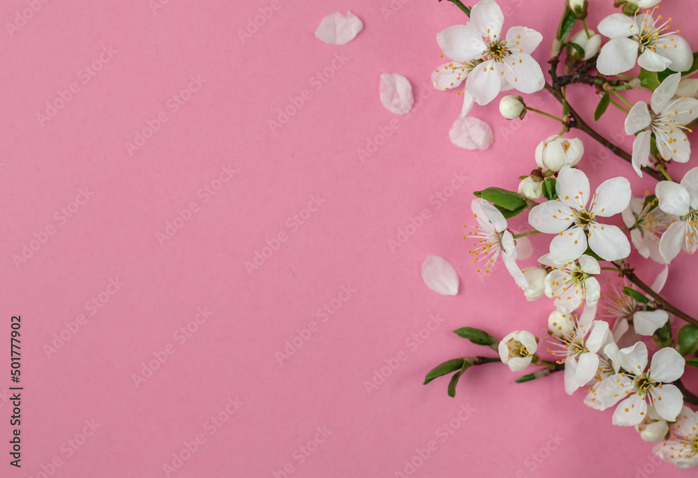 White cherry flowers on a pink background. Spring blooming branches. Spring time background. Flat lay. Copy space.