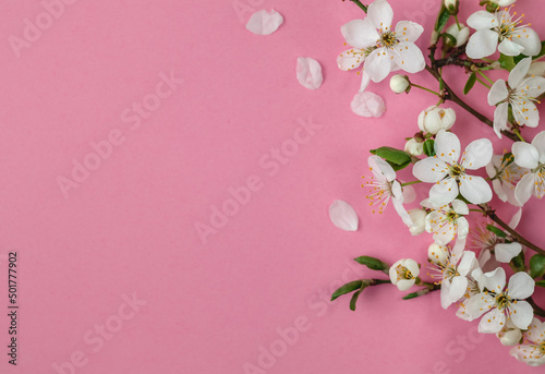 Fototapeta Naklejka Na Ścianę i Meble -  White cherry flowers on a pink background. Spring blooming branches. Spring time background. Flat lay. Copy space.