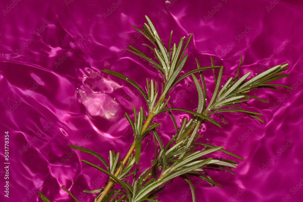 rosemary in purple vibrant water, creative summer concept, natural background