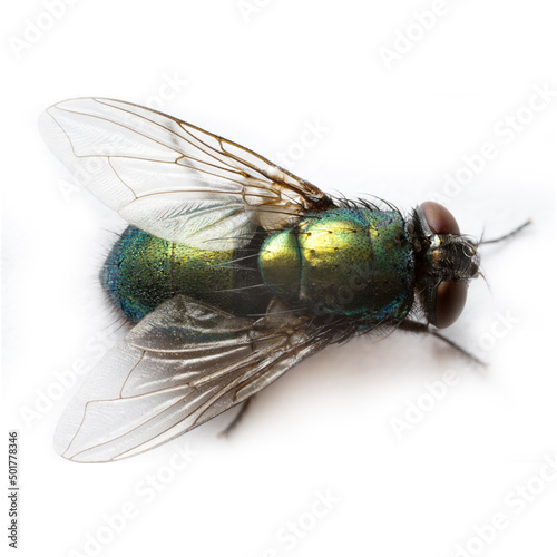Latin name is Lucilia caesar - The ferocious and greedy fly that Homer wrote about in the Iliad. Extreme close up fly photo