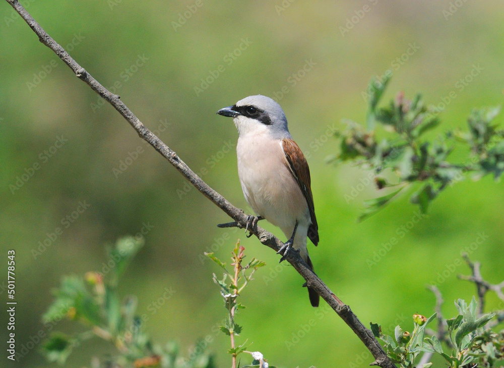 Shrike bird sitting on dry branch on green background Shrike bird sitting on dry branch on green background