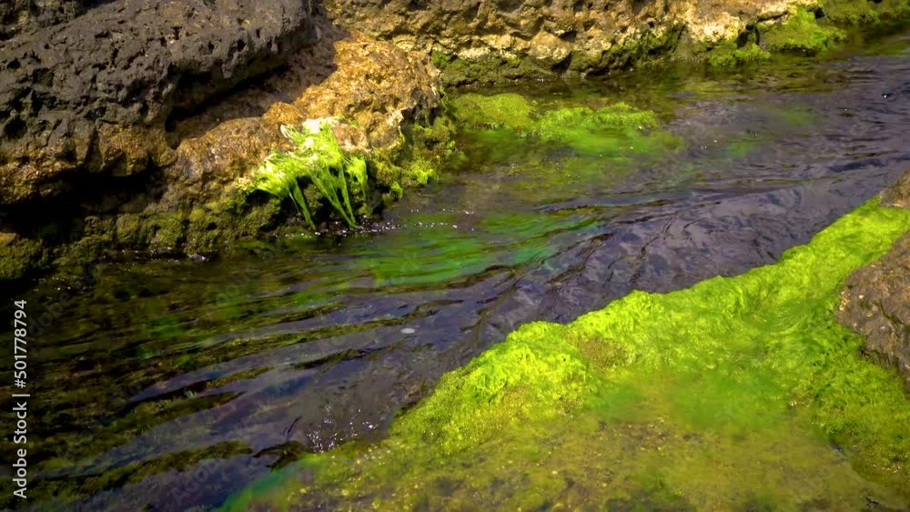 Green algae on stones and rocks in the coastal zone, Black Sea Green algae on stones and rocks in the coastal zone, Black Sea