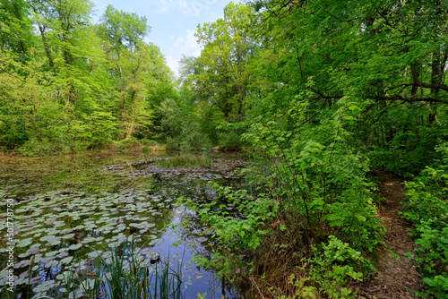 Forest path and pond in La Rochette wood. Ile-De-France region. 