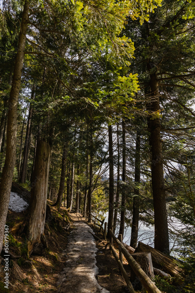 Fototapeta premium Pathway with snow near trees in forest in spring.