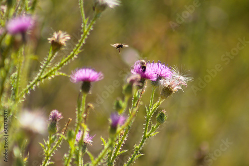 Closeup of spiny plumeless thistle flowers pollinated by bees with selective focus on foreground