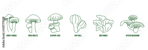 mushroom line art vector illustration honey fungus, birch bolete, slippery jack, puffball, snow fungus, oyster mushroom