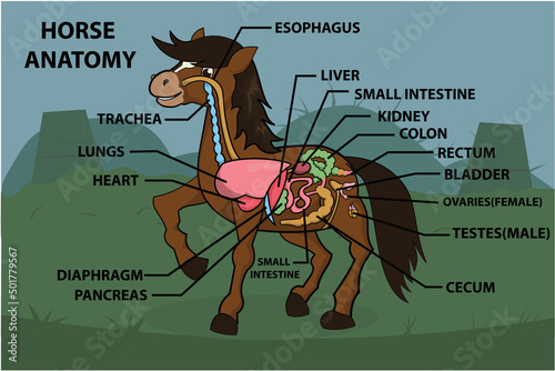 Anatomy Of HORSE on Green Garden Cartoon Design Vector Illustration