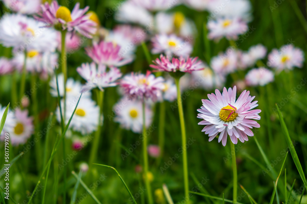 Naklejka daisies in the grass