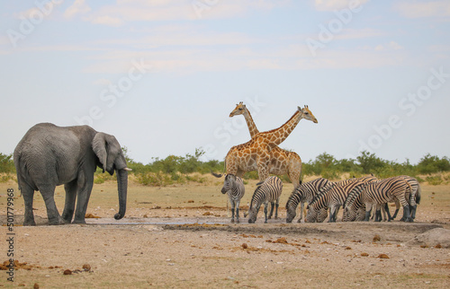 Fototapeta Naklejka Na Ścianę i Meble -  Group of animals (elephant, giraffe, zebra) at a waterhole, Etosha National Park, Namibia