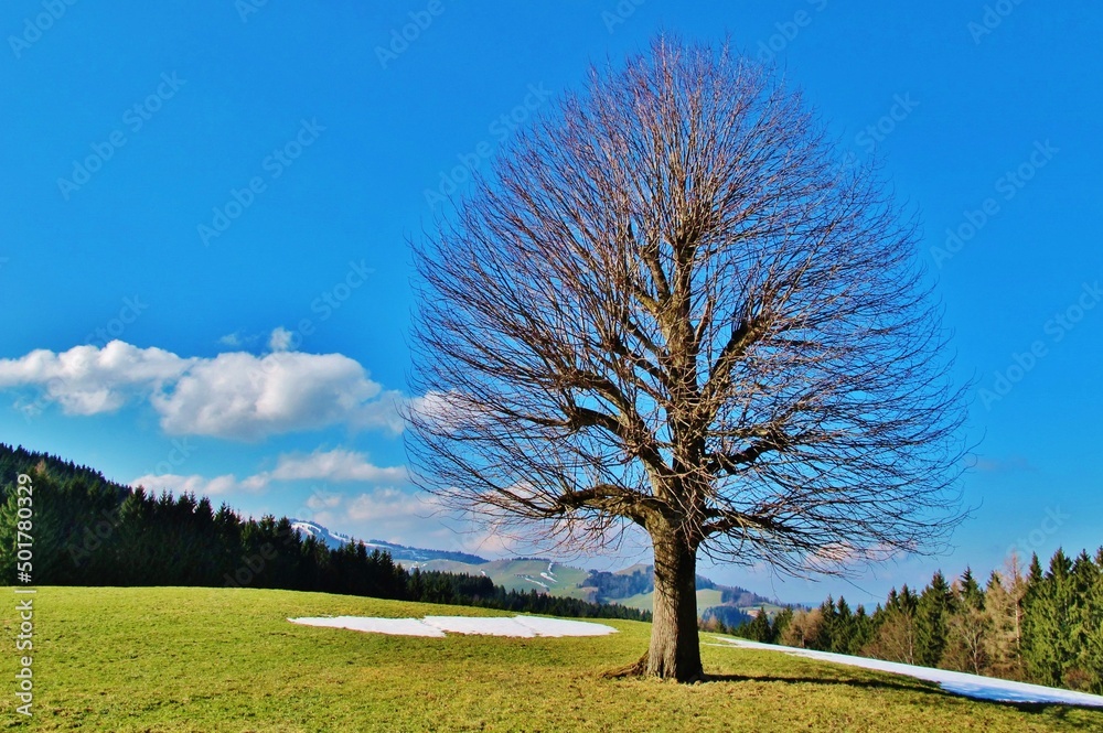 Fototapeta premium Kahler Baum nach Schneeschmelze