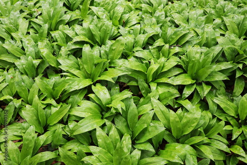 Bärchlauch (Allium ursinum) im Wald