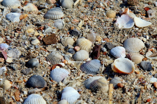 Natural sea shells on sand.  They look very nice. Selected focus.