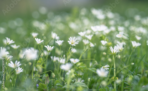 white flowers greater stitchwort selective focus