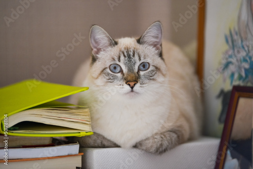 a young smart cat lies in the books