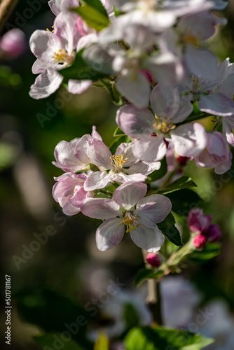 tree blossom