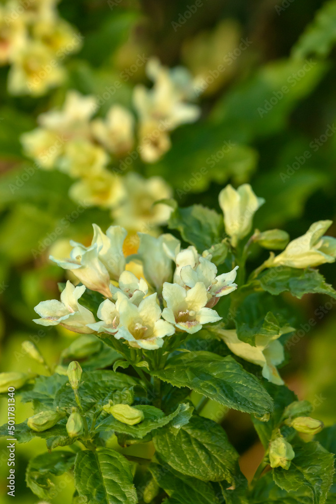 Beautiful bell-shaped flowers and green leaves of Weigela middendorffiana Beautiful bell-shaped flowers and green leaves of Weigela middendorffiana