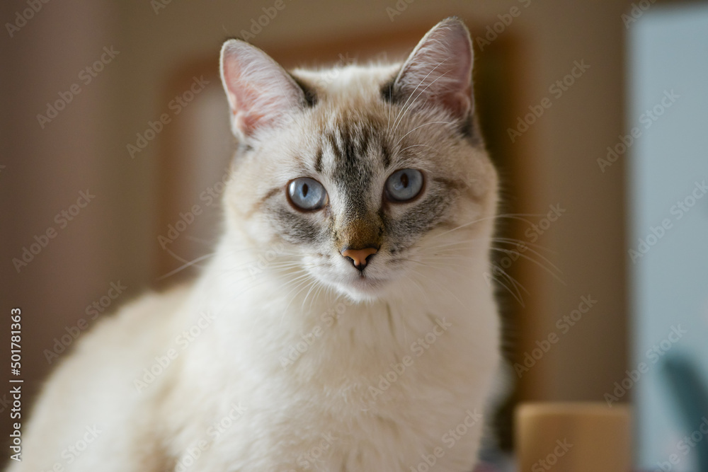 portrait of a young cream cat with blue eyes