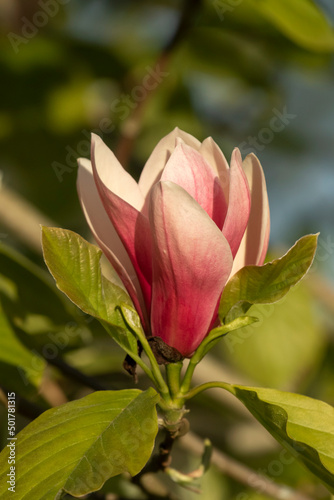 Large pink flower and green leaves of magnolia