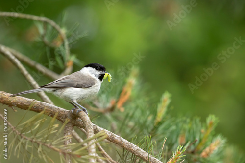 Adorable small songbird Marsh tit, Poecile palustris standing on a pine branch and carrying food for chicks