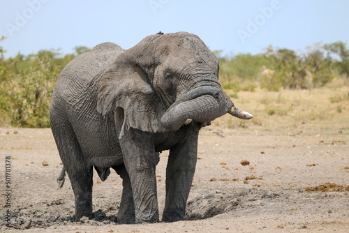 African elephant enjoying a mud bath in Etosha National Park  Namibia