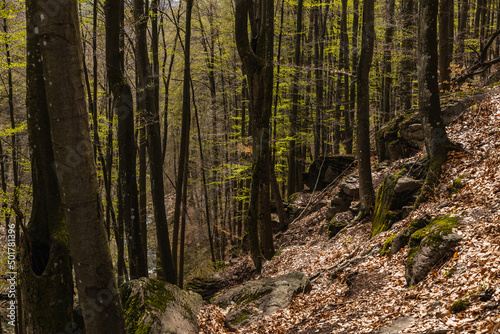 Scenic view of stones and fallen leaves on hill in forest.