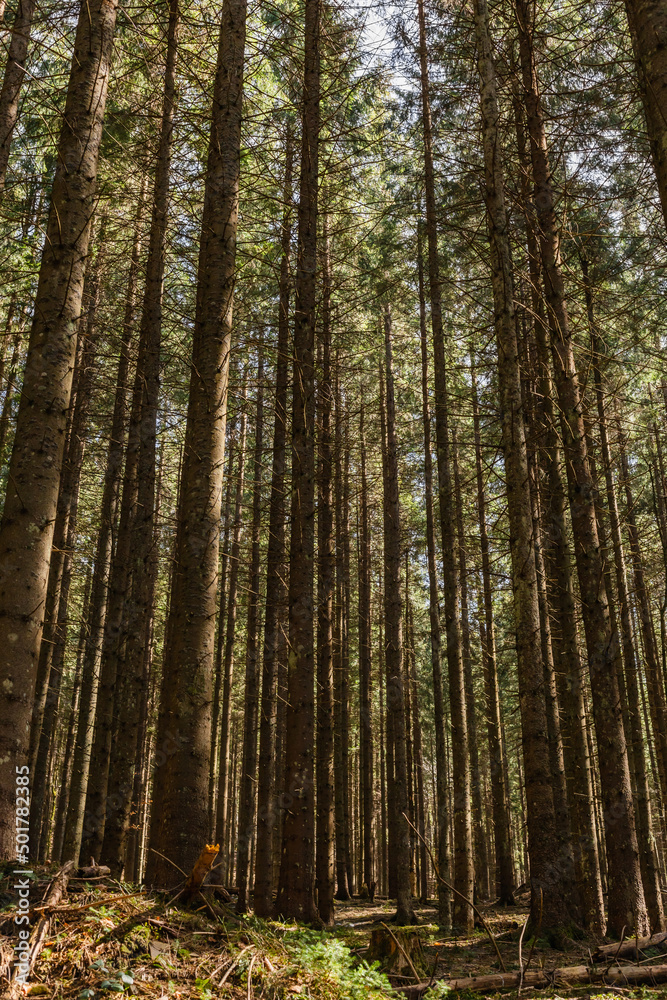 Fototapeta premium Wide angle view of tall pine trees in forest.