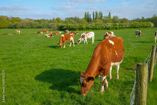 cows in the field next to Monton Village Eccles Manchester UK photo