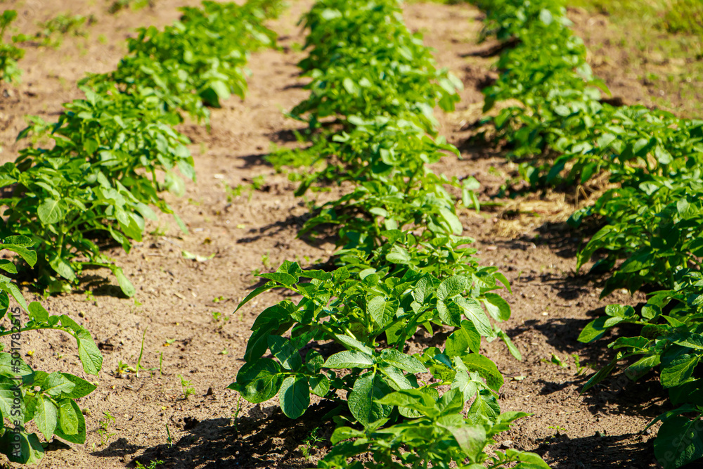 First greens grow in the garden in spring. Gardening and growing farm vegetables. Rural life. First greens grow in the garden in spring. Gardening and growing farm vegetables. Rural life.
