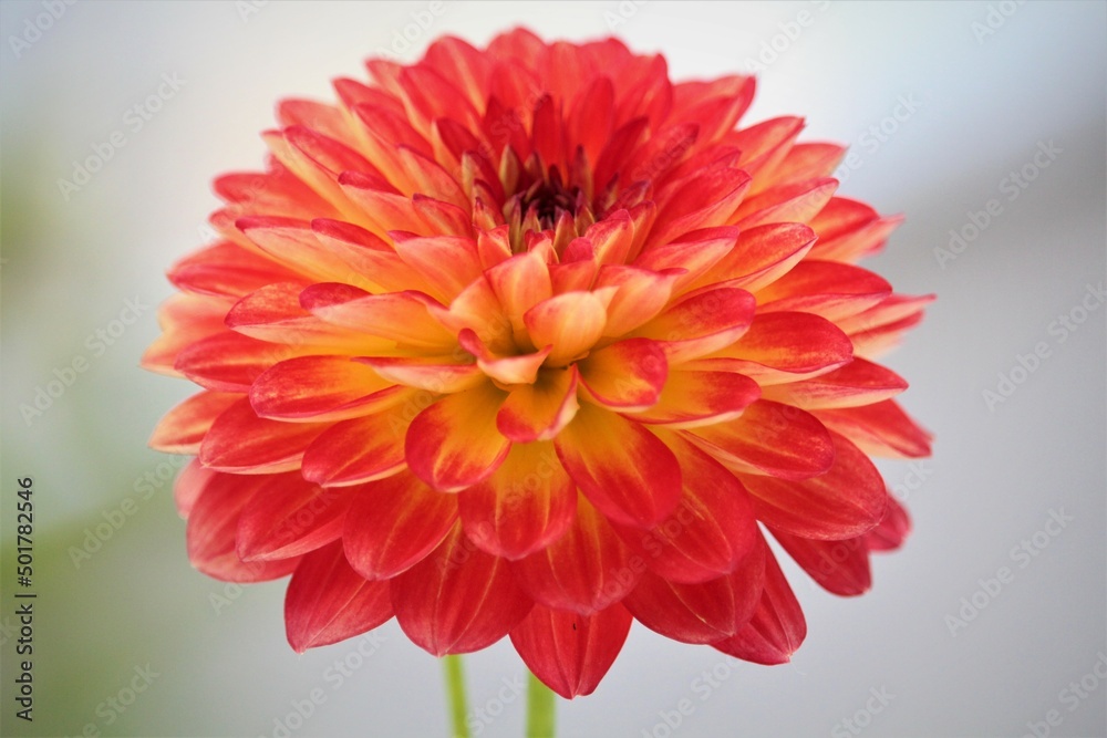 Dahlia in yellow and red colors. Selected focus.