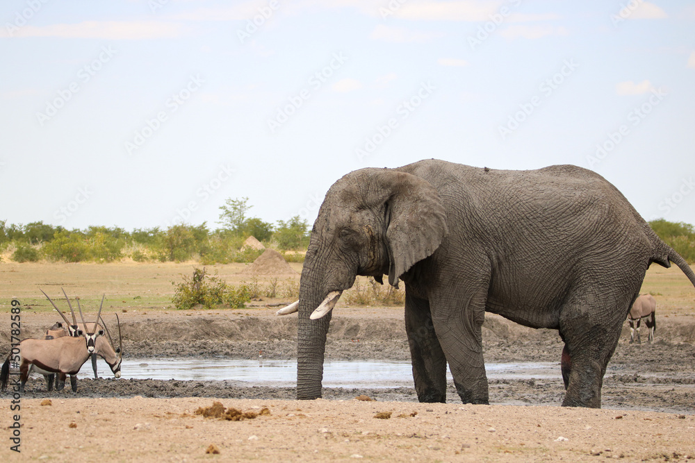 Fototapeta premium African elephant in Etosha National Park, Namibia