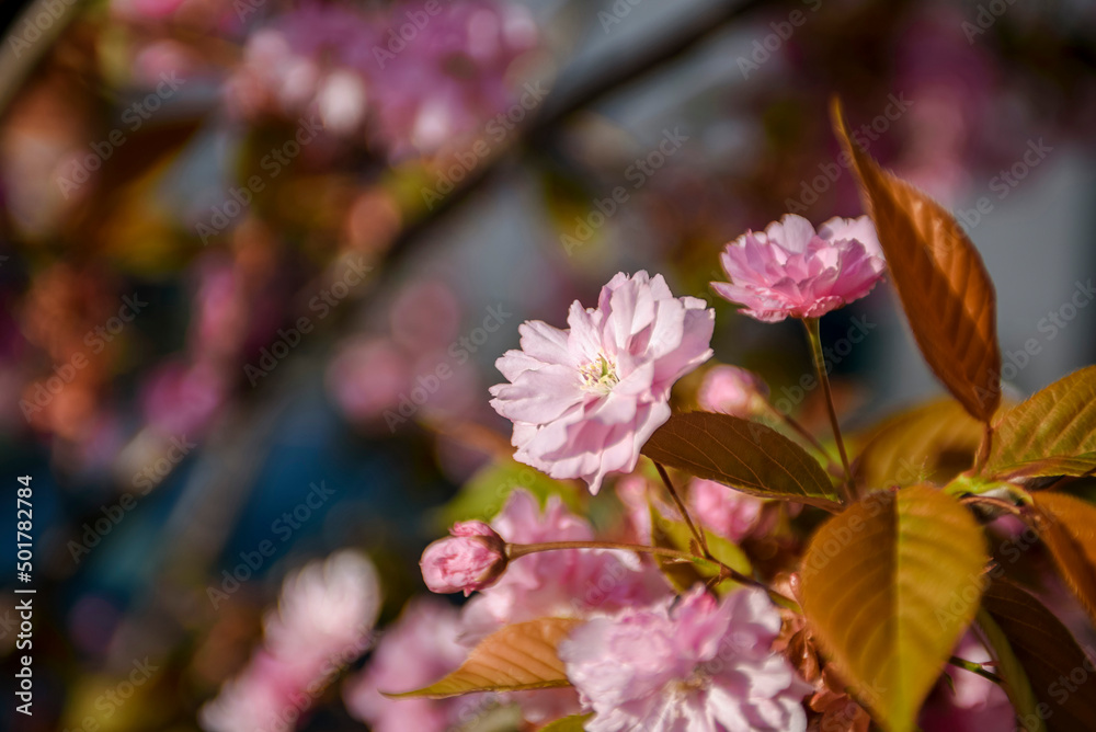Fototapeta premium Blooming fruit trees. Blooming cherry flowers close up. spring background.