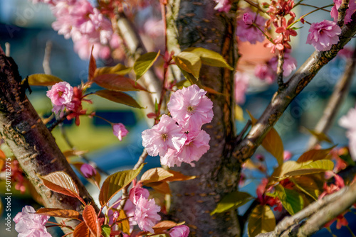 Blooming fruit trees. Blooming cherry flowers close up. spring background.