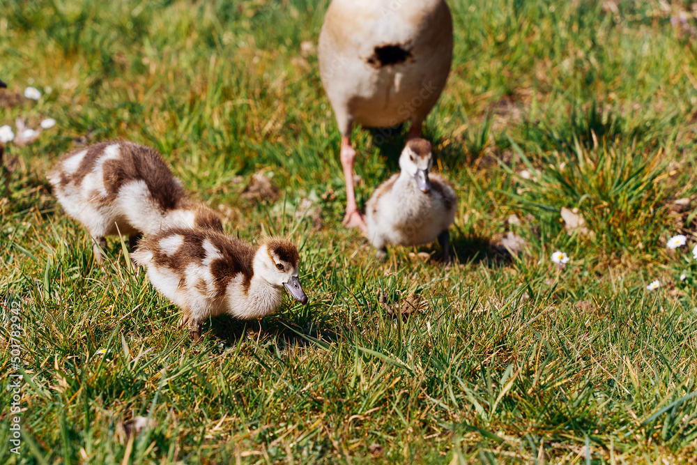 Egyptian goose family in the wild. The female, male and goslings of the Egyptian goose are resting in the grass. Adult goose with goslings. Spring brood. Cute goslings